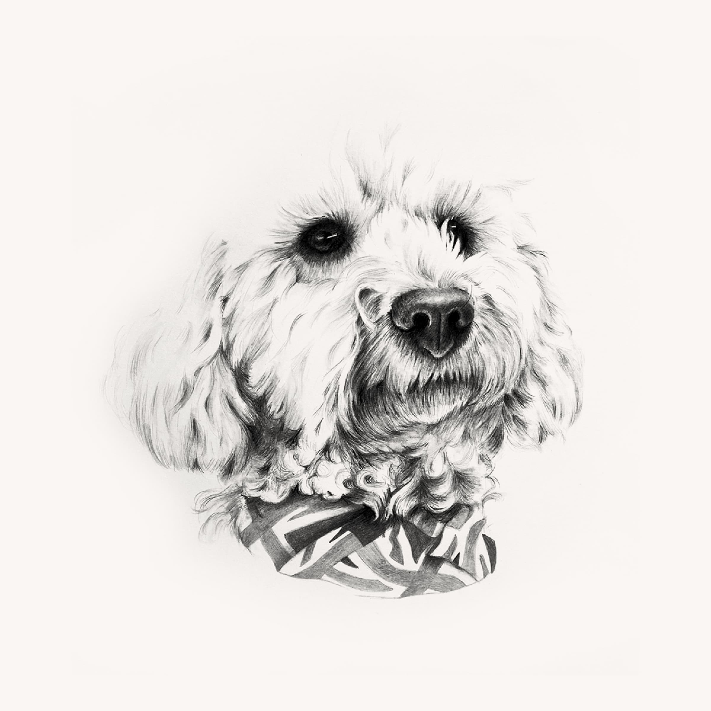 Cavoodle