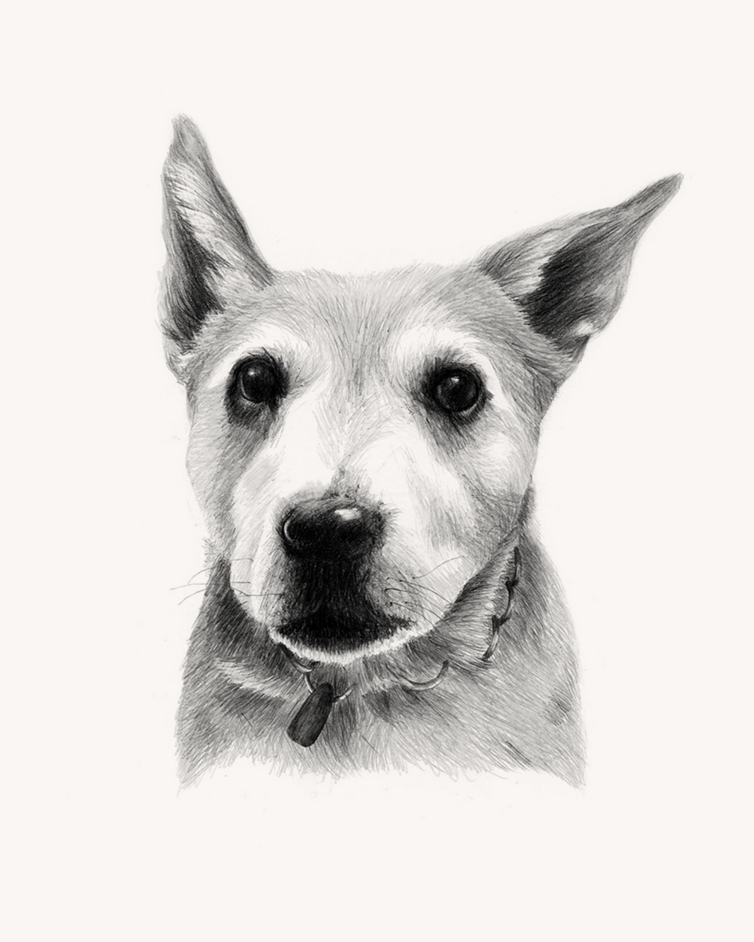 Kelpie