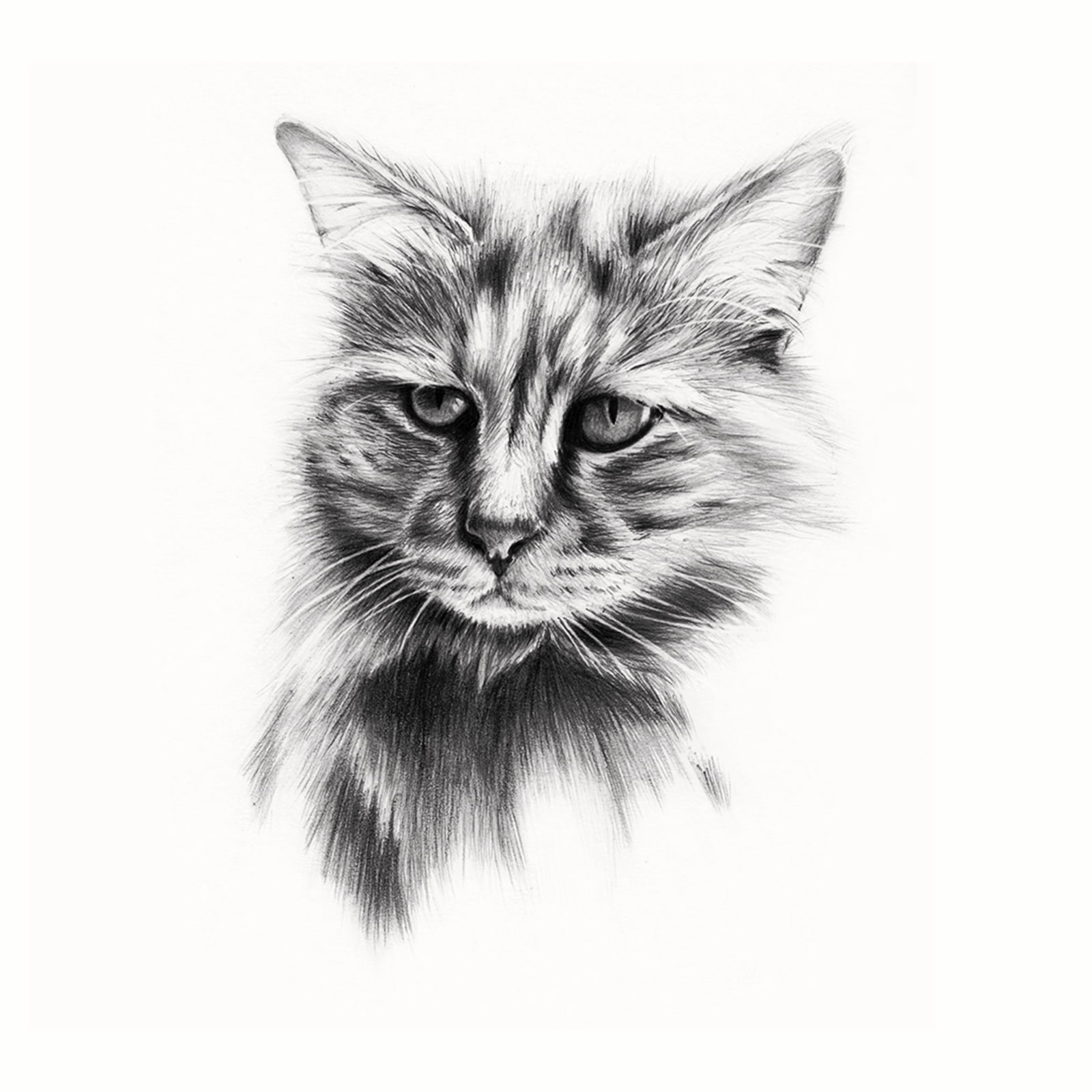 Kitty